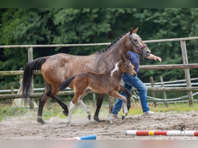 Pintos Jument Poulain (06/2026) 150 cm Pinto in WesterstedeWesterstede