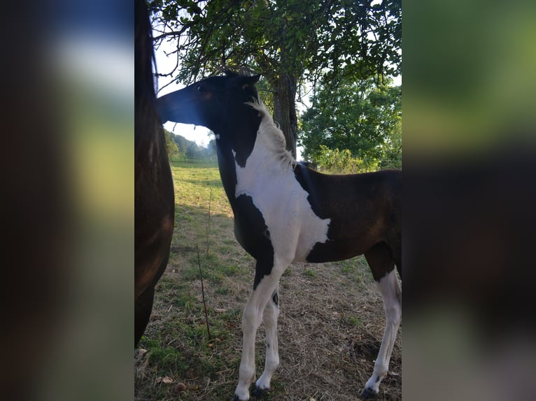 Pintos Croisé Jument Poulain (05/2024) 160 cm Pinto in Treffurt