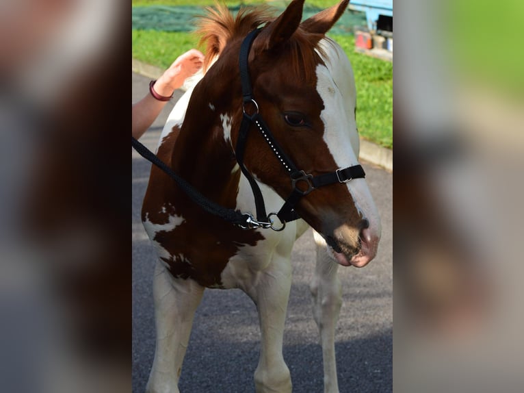 Pintos Jument Poulain (05/2024) 165 cm Pinto in Bodenkirchen