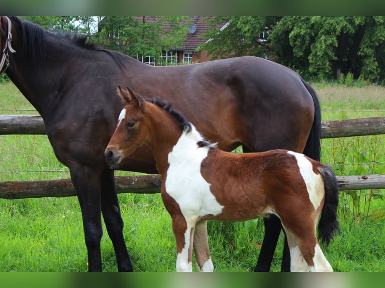 Pintos Jument Poulain (05/2026) Pinto in Westerstede