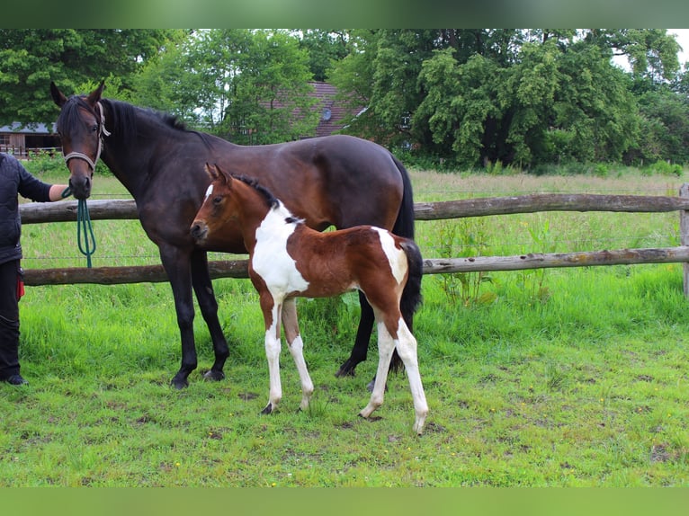 Pintos Jument Poulain (05/2026) Pinto in Westerstede