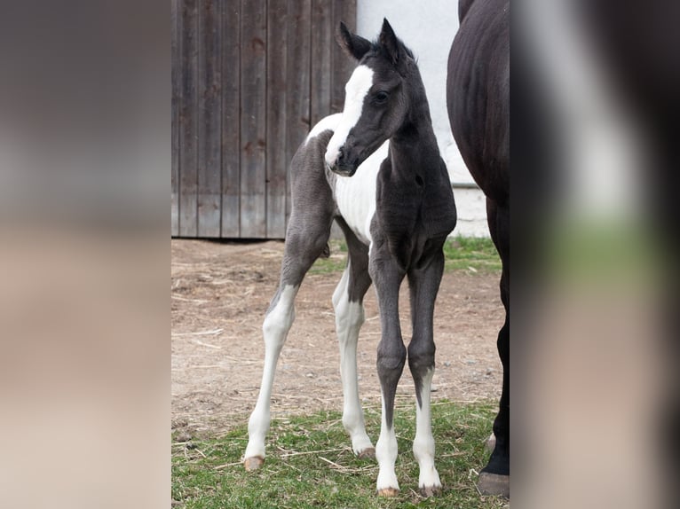 Pintos Jument Poulain (03/2026) Pinto in Sieghartsreith