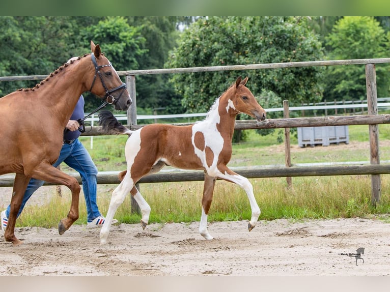 Pintos Jument Poulain (06/2026) Pinto in Falkenburg