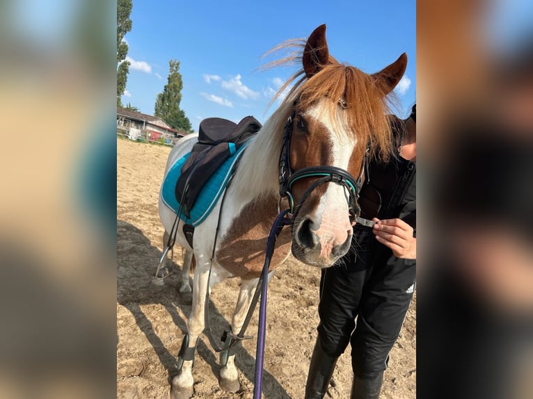 Pintos Mare 10 years 13 hh Tobiano-all-colors in Belzig
