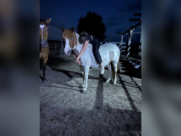 Pintos Mare 10 years 13 hh Tobiano-all-colors in Belzig