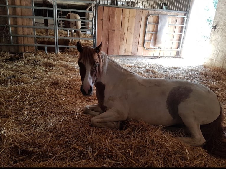 Pintos Mare 10 years 13 hh Tobiano-all-colors in Belzig