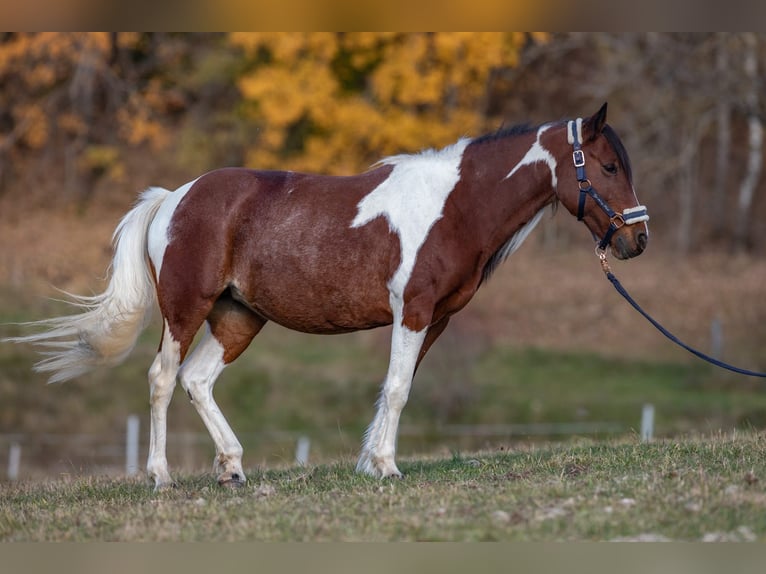 Pintos Mare 10 years 13,1 hh Pinto in Gutau