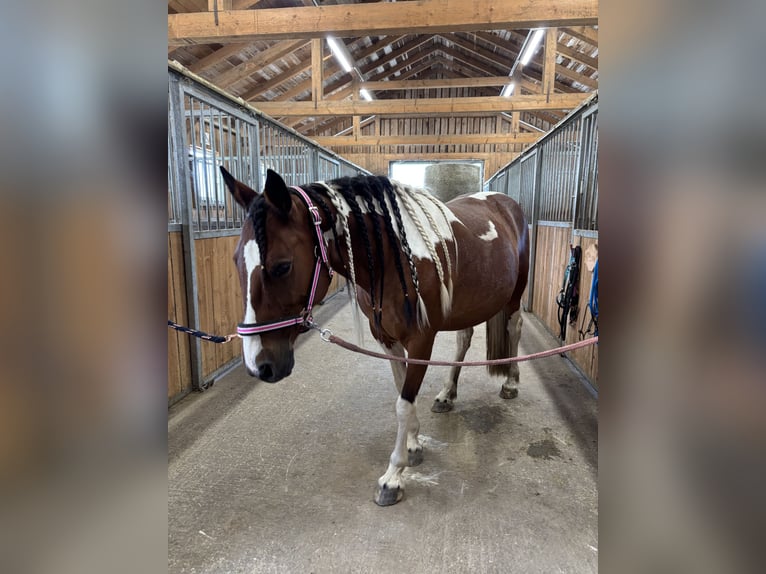 Pintos Mare 10 years 13,1 hh Pinto in Gutau