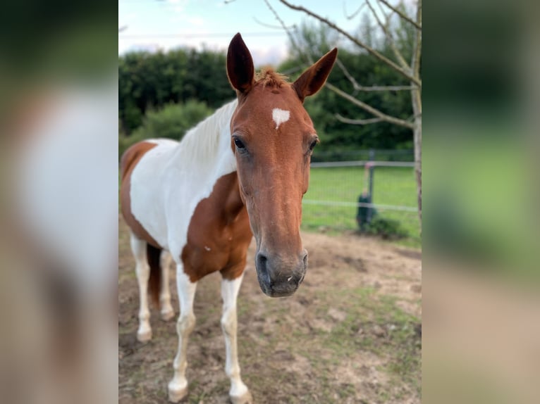 Pintos Mix Mare 10 years 14.2 hh Pinto in Mettingen