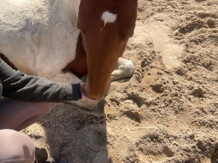 Pintos Mix Mare 10 years 14.2 hh Pinto in Mettingen