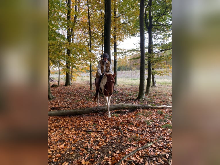 Pintos Mix Mare 10 years 14.2 hh Pinto in Mettingen
