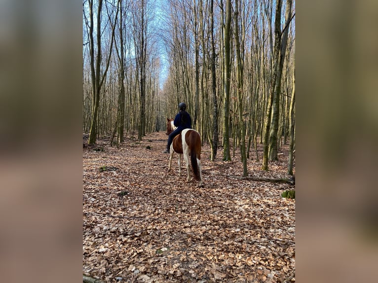 Pintos Mix Mare 10 years 14.2 hh Pinto in Mettingen