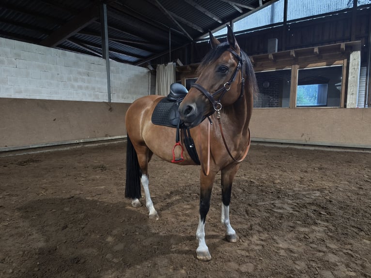 Pintos Mare 10 years 15 hh Brown in Falkensee