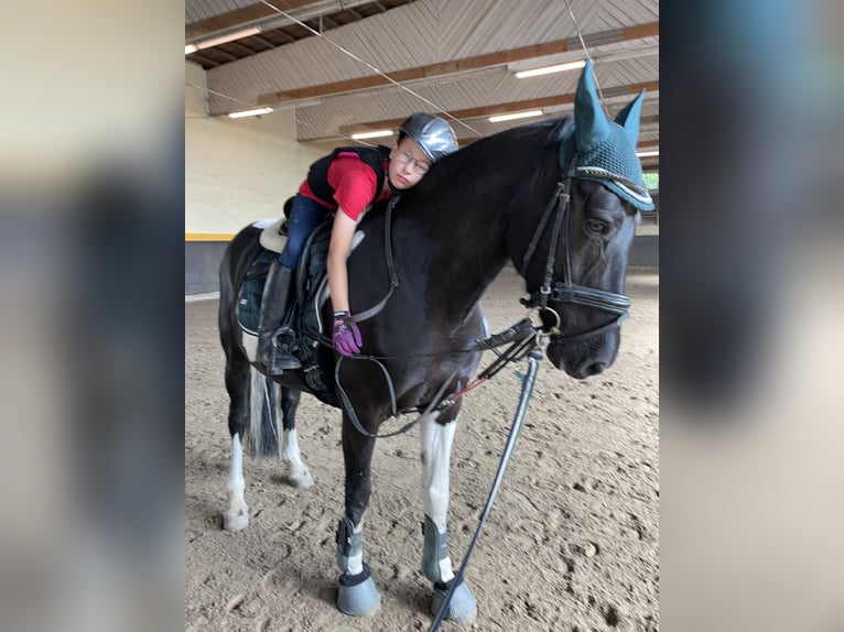 Pintos Mix Mare 10 years 15,1 hh in Frankfurt am Main