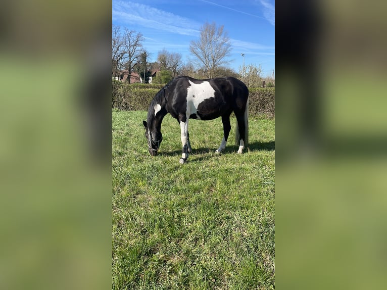 Pintos Mix Mare 10 years 15,1 hh in Frankfurt am Main