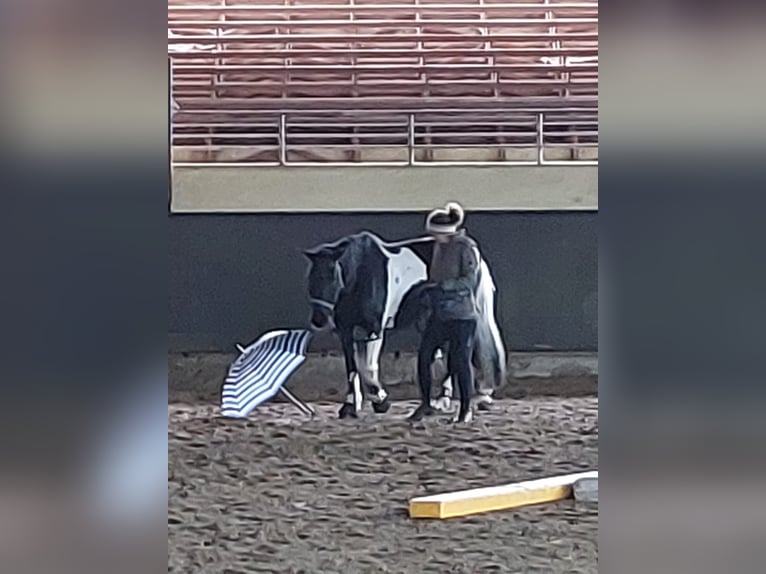 Pintos Mix Mare 10 years 15,1 hh in Frankfurt am Main