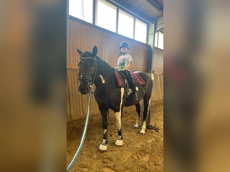 Pintos Mix Mare 10 years 15,1 hh in Frankfurt am Main