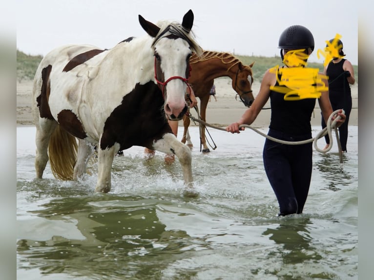Pintos Mix Mare 10 years 16.1 hh Pinto in Maarkedal