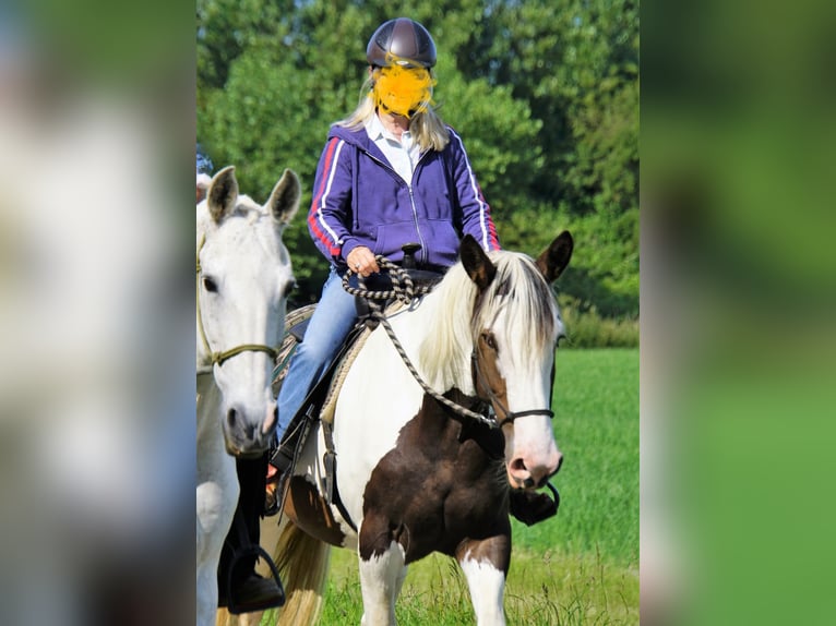 Pintos Mix Mare 10 years 16.1 hh Pinto in Maarkedal