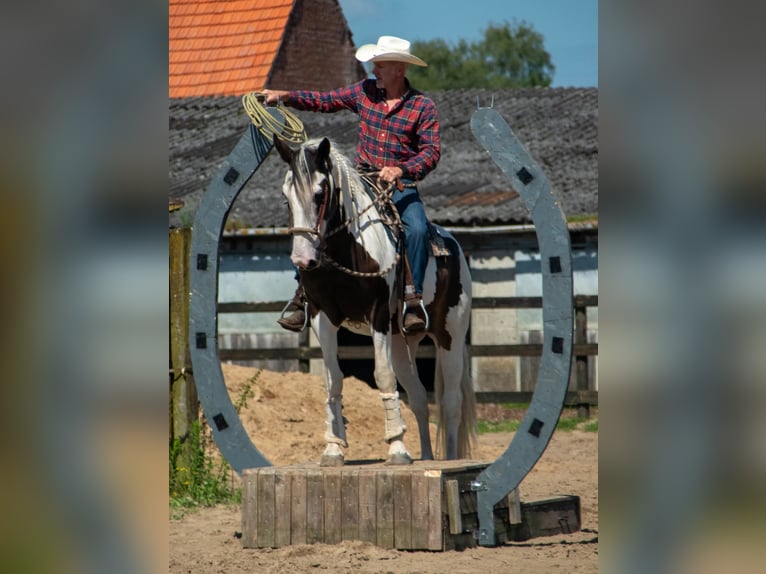 Pintos Mix Mare 10 years 16.1 hh Pinto in Maarkedal