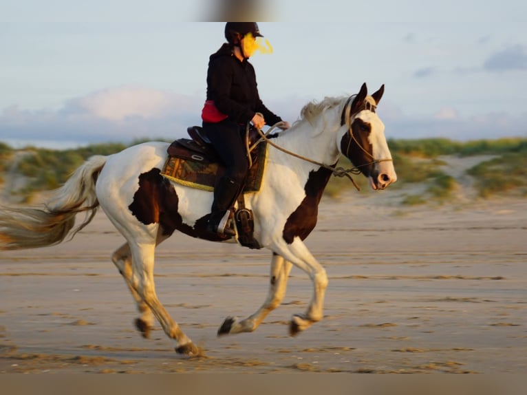 Pintos Mix Mare 10 years 16.1 hh Pinto in Maarkedal