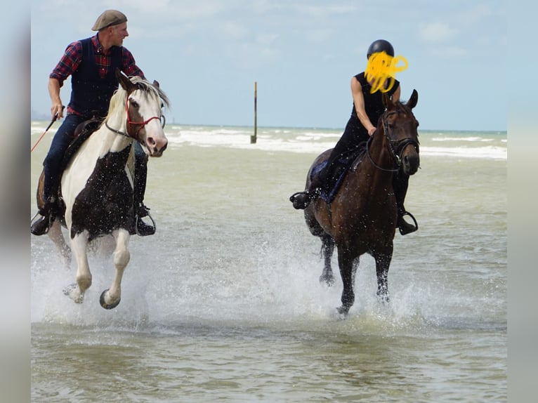 Pintos Mix Mare 10 years 16,1 hh Pinto in Maarkedal