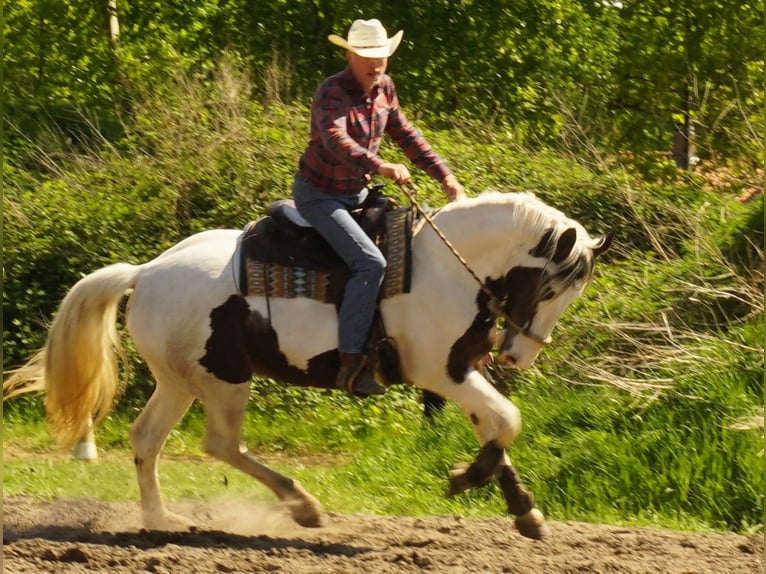 Pintos Mix Mare 10 years 16,1 hh Pinto in Maarkedal