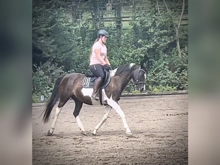 Pintos Mare 11 years 15,2 hh Pinto in Pelmberg