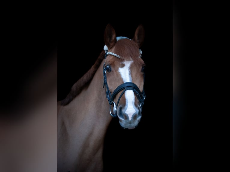 Pintos Mare 11 years 15.3 hh Chestnut-Red in Flachau