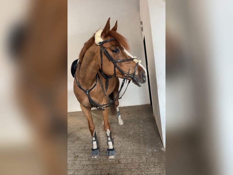 Pintos Mare 11 years 15,2 hh  in Radstadt