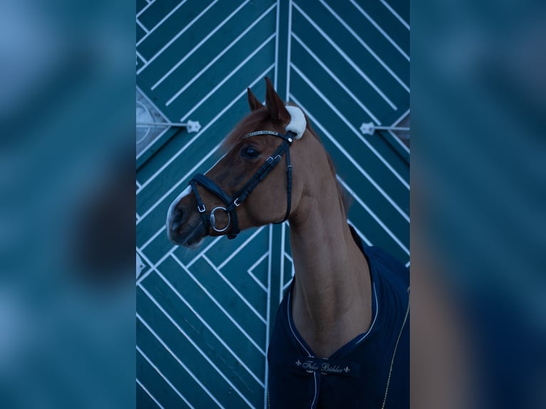 Pintos Mare 11 years 15,2 hh  in Radstadt