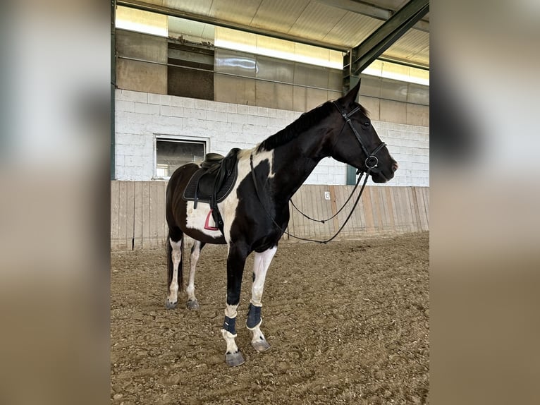 Pintos Mare 11 years 16.2 hh Pinto in Bad Blumau