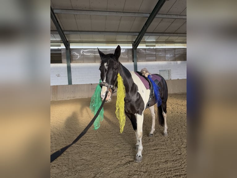 Pintos Mare 11 years 16.2 hh Pinto in Bad Blumau