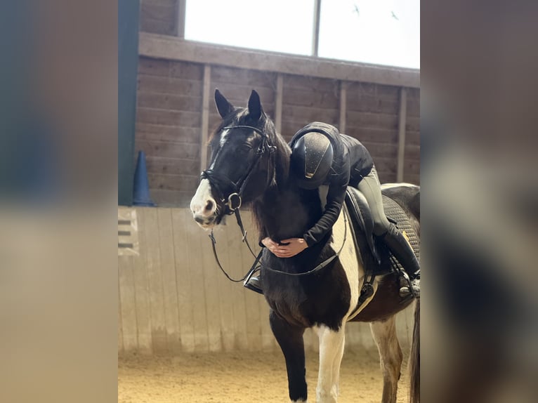 Pintos Mare 11 years 16.2 hh Pinto in Bad Blumau