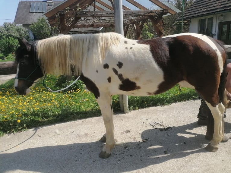 Pintos Mare 11 years 16,2 hh Pinto in Gralla