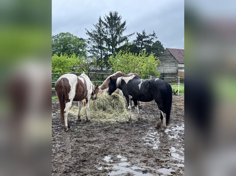 Pintos Mare 12 years 13,2 hh Pinto in Alth&#xF6;flein