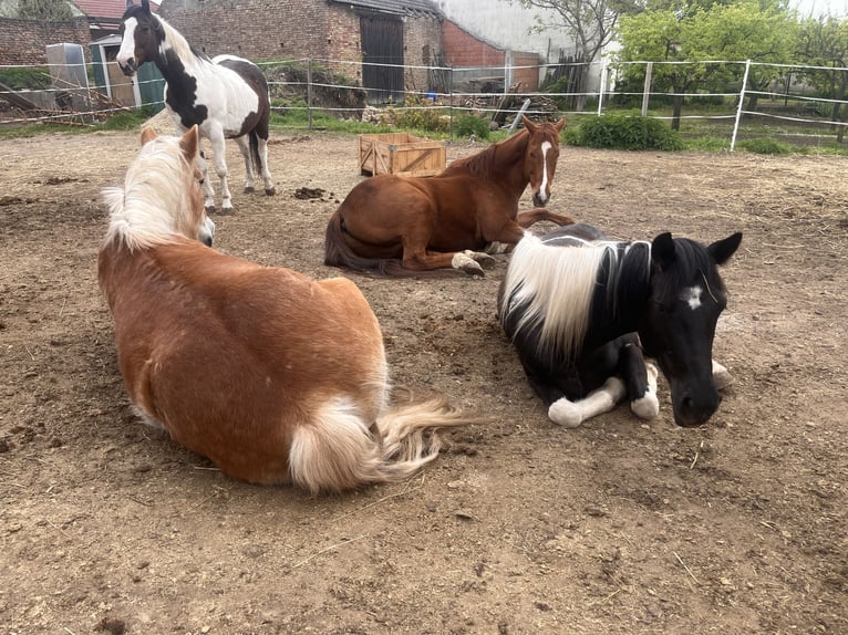 Pintos Mare 12 years 13,2 hh Pinto in Alth&#xF6;flein