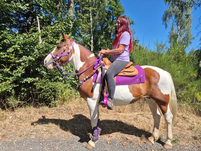 Pintos Mare 12 years 14.2 hh Pinto in Linkenbach