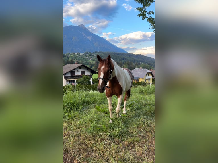 Pintos Mare 12 years 16.2 hh Pinto in Hermagor-Pressegger See