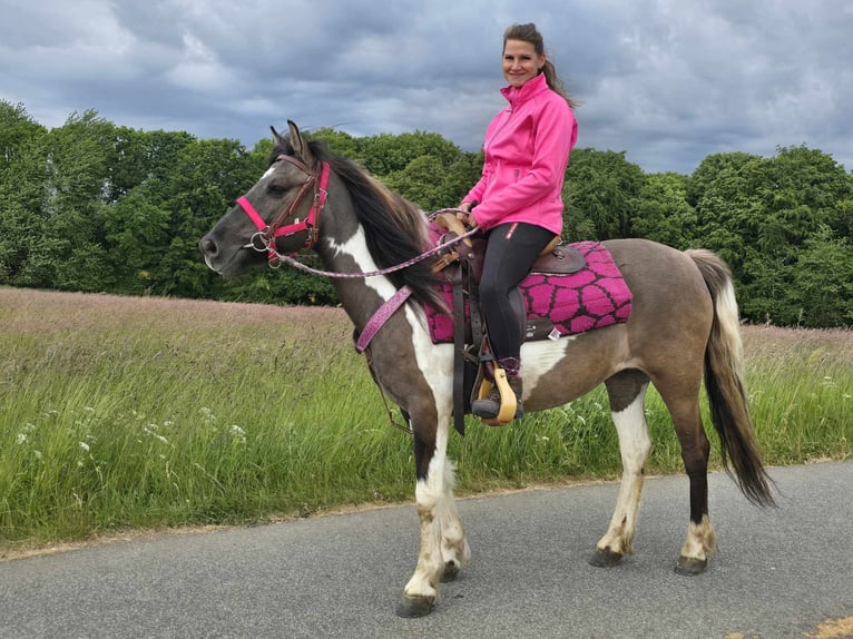 Pintos Mare 13 years 13,1 hh Pinto in Linkenbach