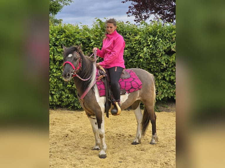 Pintos Mare 13 years 13,1 hh Pinto in Linkenbach