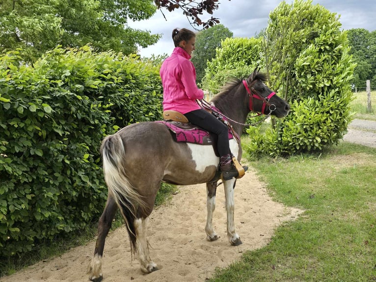 Pintos Mare 13 years 13,1 hh Pinto in Linkenbach