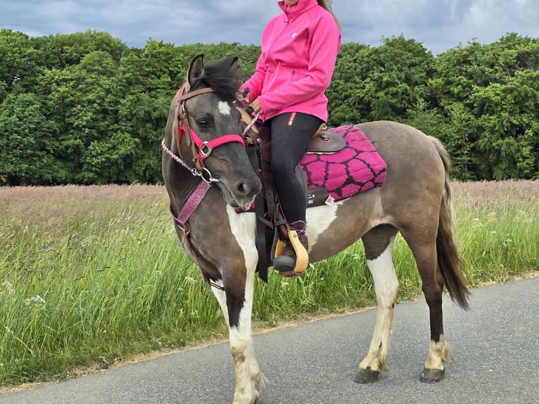 Pintos Mare 13 years 13,1 hh Pinto in Linkenbach