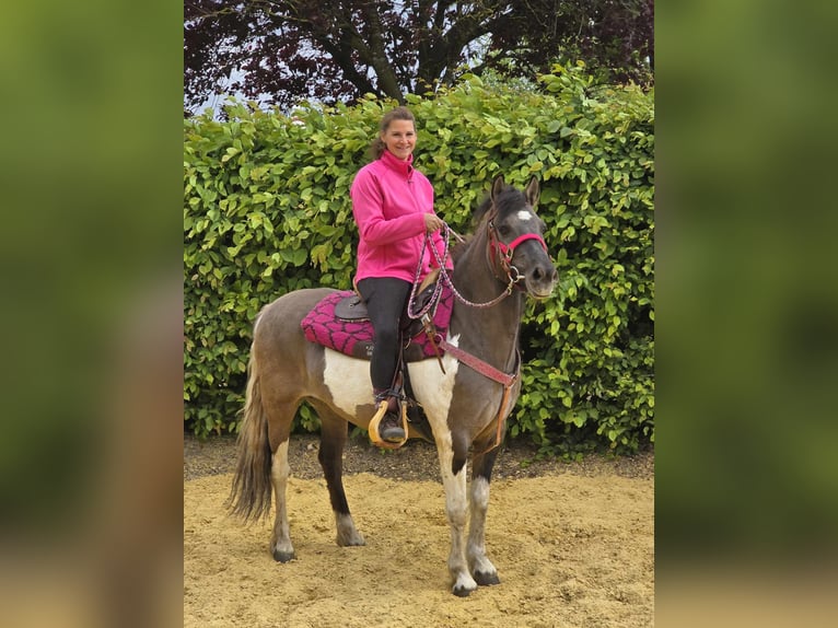 Pintos Mare 13 years 13,1 hh Pinto in Linkenbach
