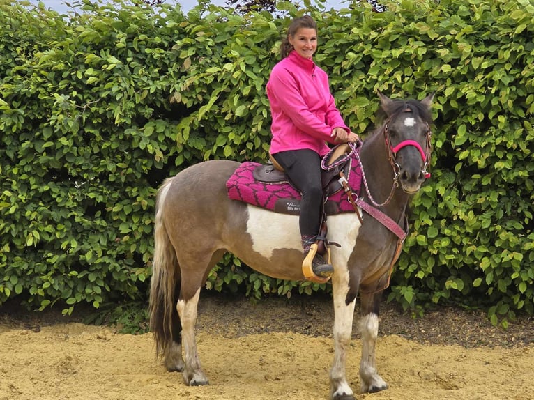 Pintos Mare 13 years 13,1 hh Pinto in Linkenbach