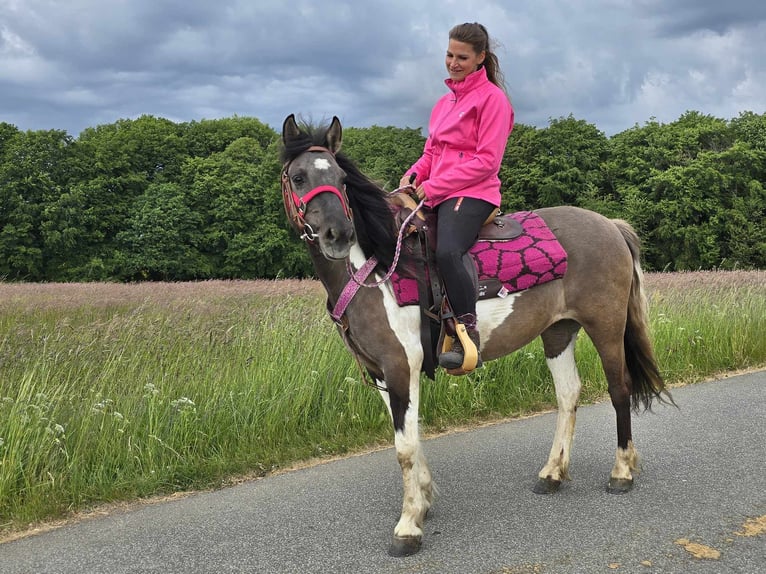 Pintos Mare 13 years 13,1 hh Pinto in Linkenbach