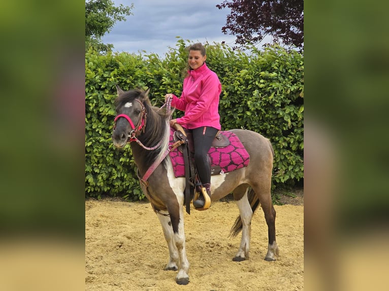 Pintos Mare 13 years 13,1 hh Pinto in Linkenbach
