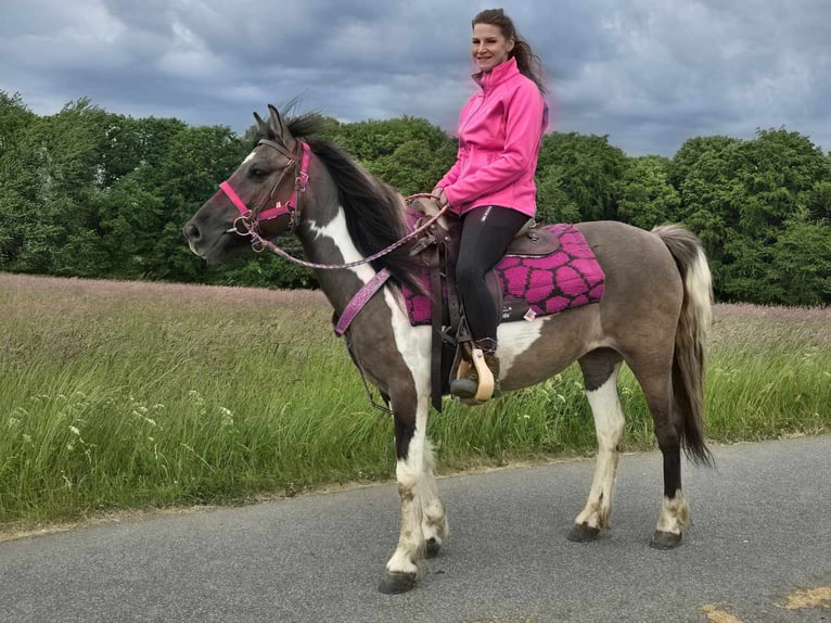 Pintos Mare 13 years 13,1 hh Pinto in Linkenbach