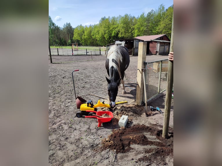 Pintos Mare 13 years 15 hh  in Wittingen