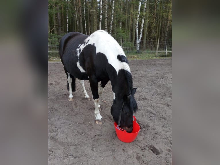 Pintos Mare 13 years 15 hh  in Wittingen